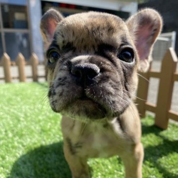 フレンチブルドッグ【愛媛県・女の子・2023年9月3日・ブラウンマール】の写真「可愛い子です」
