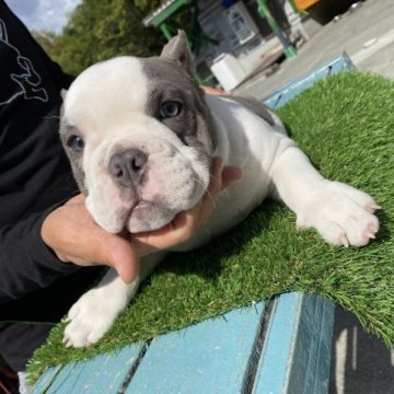 アメリカンブリー【愛媛県・女の子・2023年6月30日・ブルー&ホワイト】の写真「エキゾチックブリー」