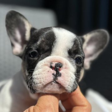 フレンチブルドッグ【愛媛県・女の子・2024年1月5日・パイド】の写真「頬にタンが入った珍しいCOLORパイド👍️」