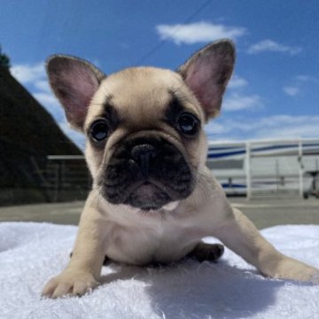 フレンチブルドッグ【愛媛県・女の子・2023年7月11日・フォーン】の写真「可愛い❤️」