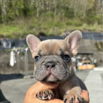 フレンチブルドッグ【愛媛県・男の子・2024年2月25日・ブルーフォーン】の写真「綺麗な珍しい顔の子です」