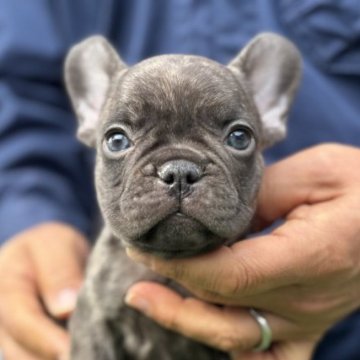 フレンチブルドッグ【愛媛県・男の子・2023年10月27日・ブラウン】の写真「可愛い男の子」
