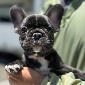 フレンチブルドッグ【愛媛県・女の子・2024年3月15日・ブリンドル】の写真「凄くコンパクトです」