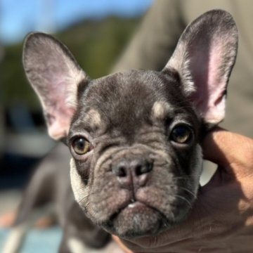 フレンチブルドッグ【愛媛県・男の子・2024年8月8日・チョコタン】の写真「可愛い」