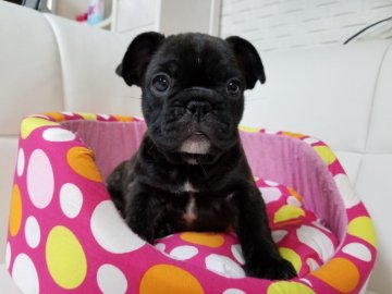 フレンチブルドッグ【愛媛県・女の子・2019年2月15日・ブリンドル】の写真「小ぶりでムチムチ女の子」