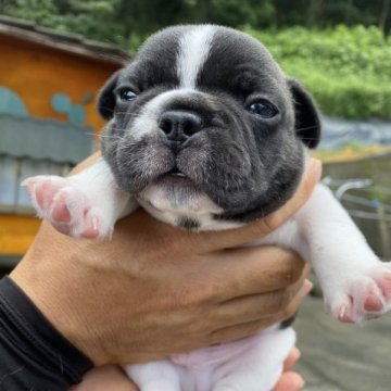 フレンチブルドッグ【愛媛県・男の子・2023年7月10日・パイド】の写真「可愛いです」