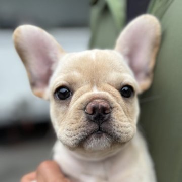 フレンチブルドッグ【愛媛県・女の子・2024年2月25日・クリーム】の写真「可愛いです✨」