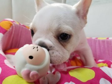 フレンチブルドッグ【愛媛県・女の子・2018年11月2日・クリーム】の写真「元気なかわいい女の子」