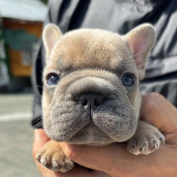 フレンチブルドッグ【愛媛県・男の子・2024年3月27日・ブルーフォーン】の写真「コンパクトでBIGLOBE」
