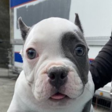 アメリカンブリー【愛媛県・男の子・2023年6月30日・パイド】の写真「エキゾチックブリー」