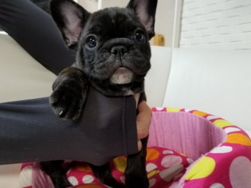 フレンチブルドッグ【愛媛県・女の子・2019年2月15日・ブリンドル】の写真「小ぶりな女の子です」