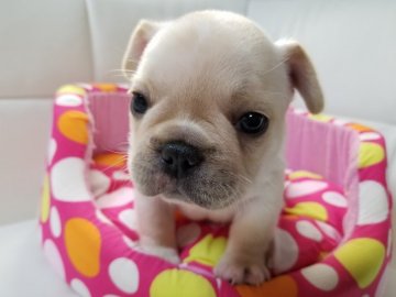 フレンチブルドッグ【愛媛県・男の子・2019年3月14日・クリーム」】の写真「小ぶりな男の子です。」