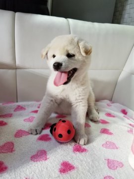 柴犬(標準サイズ)【愛媛県・女の子・2018年7月17日・白】の写真「毛がフカフカのかわいい女の子です。」