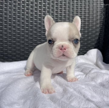 フレンチブルドッグ【愛媛県・男の子・2024年1月5日・ホワイトパイド】の写真「あまりいない綺麗なCOLOR」