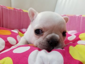 フレンチブルドッグ【愛媛県・男の子・2018年12月10日・クリーム】の写真「可愛い男の子です」