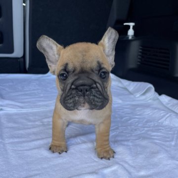 フレンチブルドッグ【愛媛県・女の子・2024年4月12日・フォーン】の写真「可愛いです」