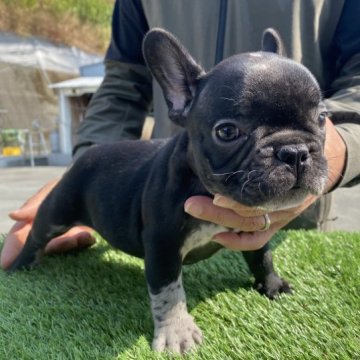 フレンチブルドッグ【愛媛県・男の子・2023年9月3日・ブラックマール】の写真「渋いCOLOR」