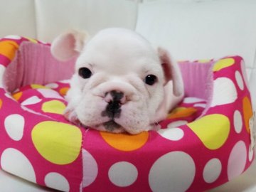 フレンチブルドッグ【愛媛県・男の子・2019年4月25日・クリーム】の写真「ぶさいくだけどかわいい男の子です。」