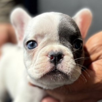 フレンチブルドッグ【愛媛県・男の子・2024年7月6日・ブルーパイド】の写真「綺麗なCOLOR」