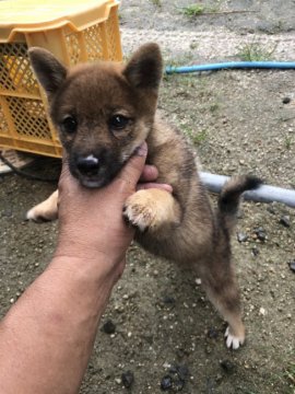 柴犬(豆柴)【愛媛県・女の子・2019年6月11日・ゴマ】の写真「元気いっぱいです」