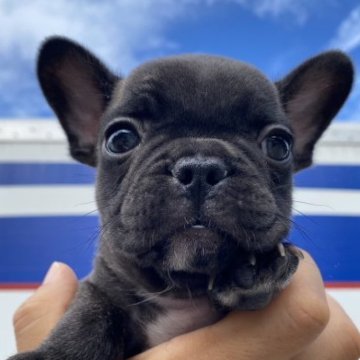フレンチブルドッグ【愛媛県・男の子・2023年7月10日・ブリンドル】の写真「めちゃ小さいです」