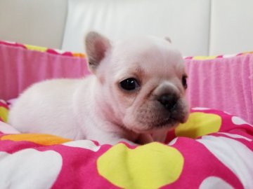フレンチブルドッグ【愛媛県・女の子・2018年12月10日・クリーム】の写真「小ぶりでかわいい女の子です」