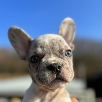 フレンチブルドッグ【愛媛県・男の子・2023年10月27日・マール】の写真「綺麗COLOR」