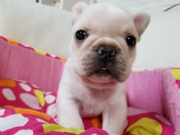 フレンチブルドッグ【愛媛県・男の子・2019年2月23日・クリーム】の写真「とても小さい男の子です。」