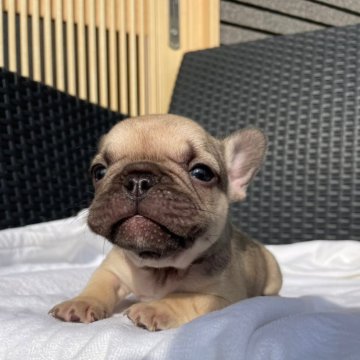 フレンチブルドッグ【愛媛県・女の子・2024年1月5日・ブルーフォーン】の写真「凄く可愛い女の子👧」