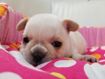 フレンチブルドッグ【愛媛県・女の子・2018年12月10日・クリーム】の写真「可愛い女の子です」