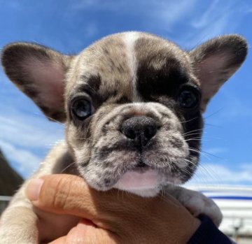 フレンチブルドッグ【愛媛県・女の子・2023年7月5日・マール】の写真「めちゃ可愛い」