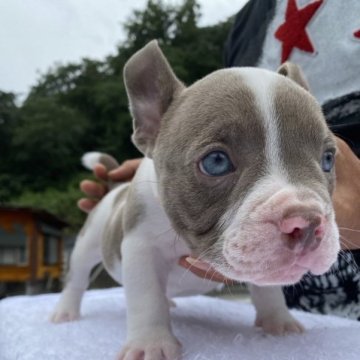 アメリカンブリー【愛媛県・男の子・2023年6月30日・パイド】の写真「エキゾチックブリー」