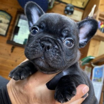 フレンチブルドッグ【愛媛県・女の子・2023年7月5日・ブリンドル】の写真「可愛いです」