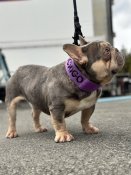 フレンチブルドッグ【・男の子・2022年10月19日・ライラックタン】