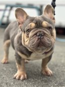 フレンチブルドッグ【・男の子・2022年10月19日・ライラックタン】