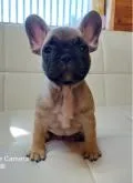フレンチブルドッグ【愛媛県・男の子・2022年8月18日・フォーン】の写真3「いい顔してます」
