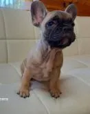 フレンチブルドッグ【愛媛県・男の子・2022年8月18日・フォーン】の写真5「なかなか落ち着きが無く写真とらしてくれませんでした。」