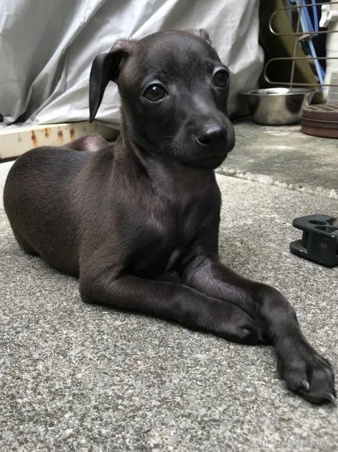 ID:1909-02118の子犬