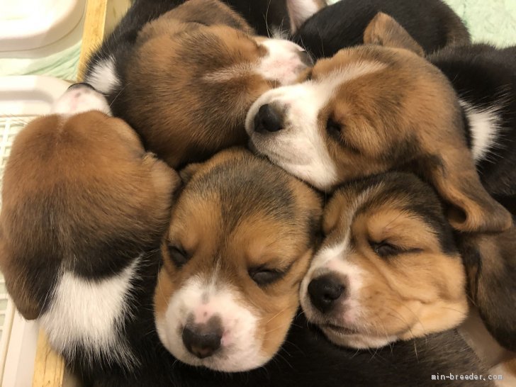 子犬達｜原岡　等(はらおか　ひとし)ブリーダー(香川県・ビーグル・JKC登録)の紹介写真1