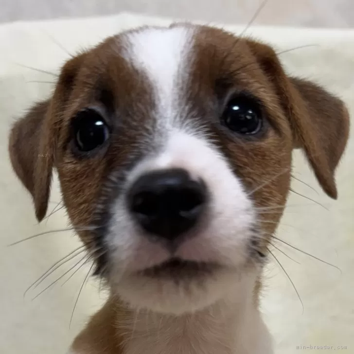 あお 様のお迎えした子犬