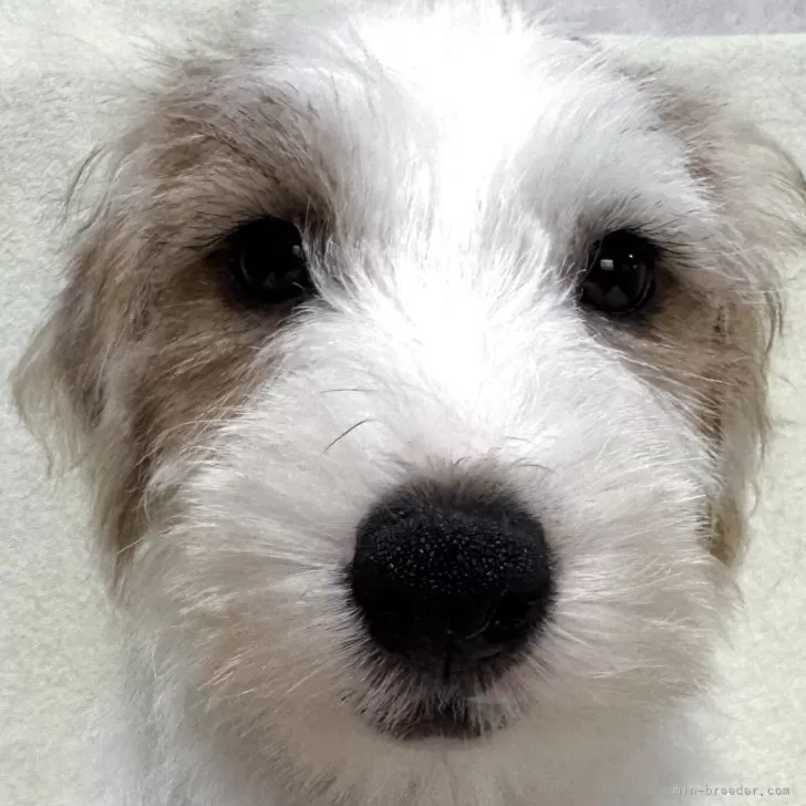 ジャックラッセルテリア【福島県・男の子・2025年8月18日・ホワイト&amp;タン】の写真1