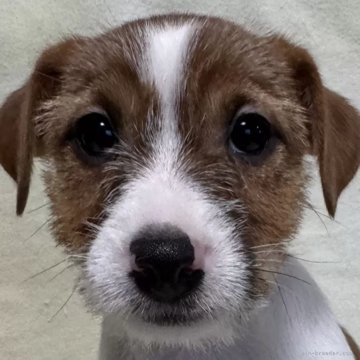 ID：2412-02178の子犬