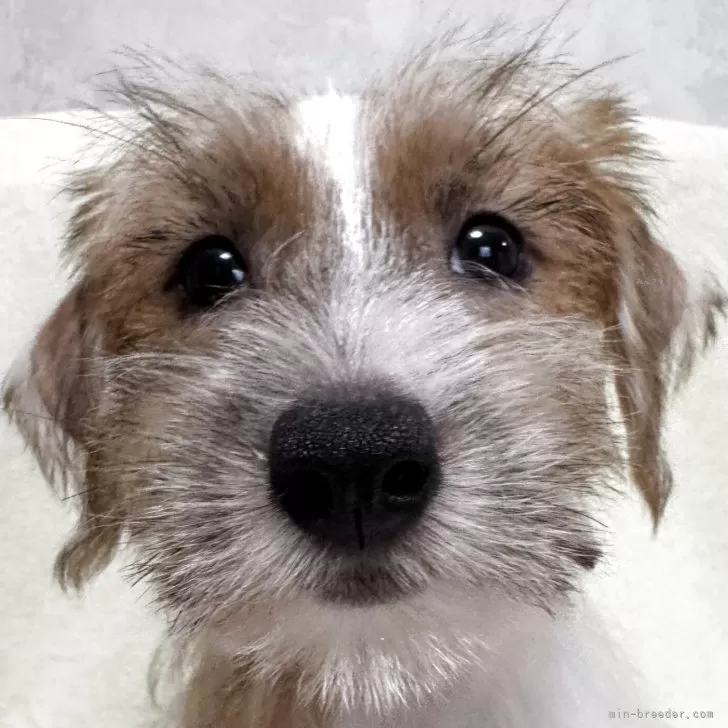 ジャックラッセルテリア【福島県・男の子・2025年7月25日・ホワイト&amp;タン】の写真1「9/28撮影」