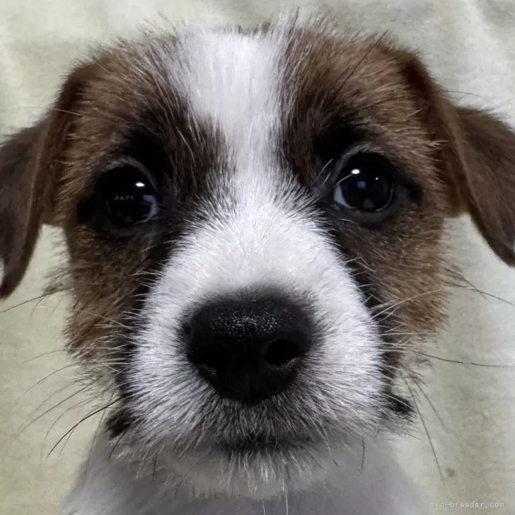 ID:2412-02205の子犬