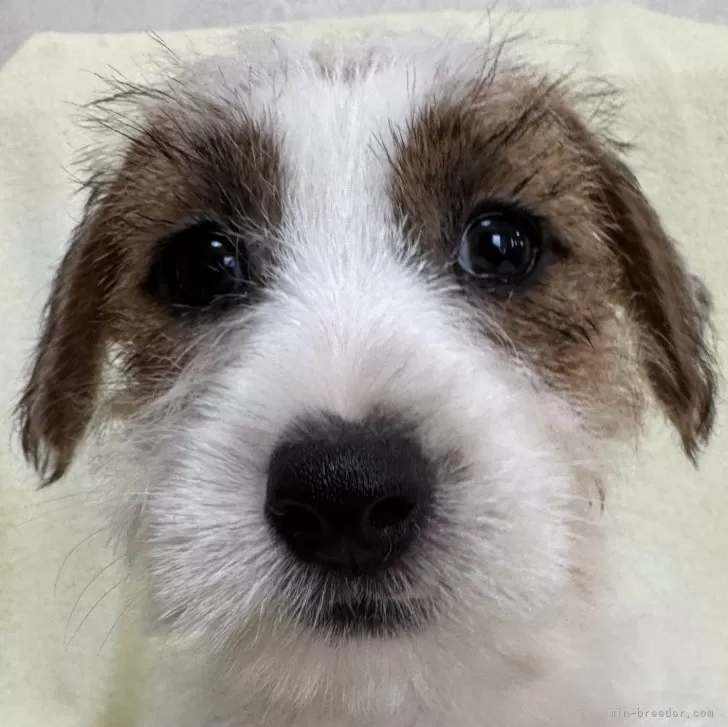 ID：2503-02906の子犬