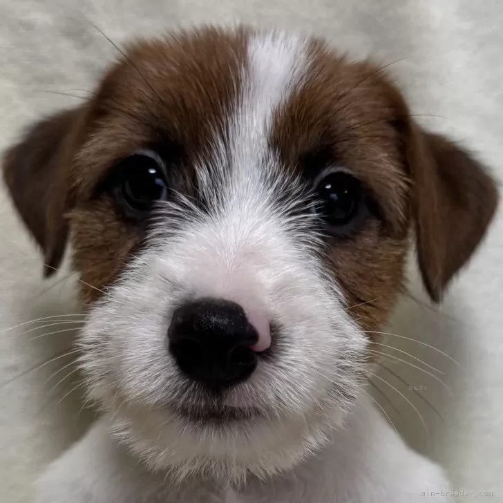 ID:2412-02173の子犬