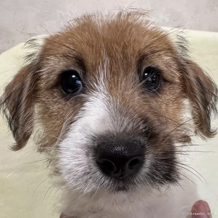 MarKuri 様のお迎えした子犬
