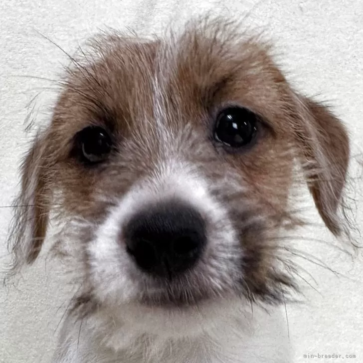 ID：2504-05612の子犬