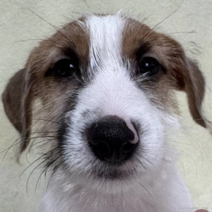 RN 様のお迎えした子犬