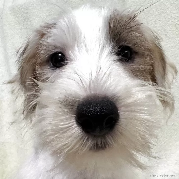 ジャックラッセルテリア【福島県・男の子・2025年8月18日・ホワイト&amp;タン】の写真1